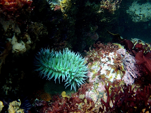 Ensenada colorful marine life Cruise Excursion