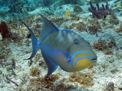 Grand Cayman  Grand Cayman (George Town) Stingray City sandbar Reviews
