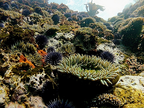 Ensenada  Mexico guided snorkel Tour