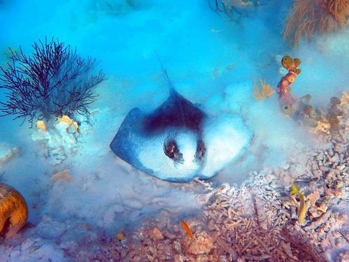 Bonaire (Kralendijk) coastal cruise Tour Reservations