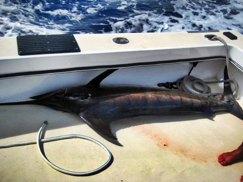 Grand Cayman  Grand Cayman (George Town) reef fishing Shore Excursion