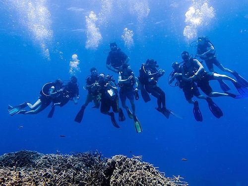 Roatan prince albert Diving Shore Excursion Cost