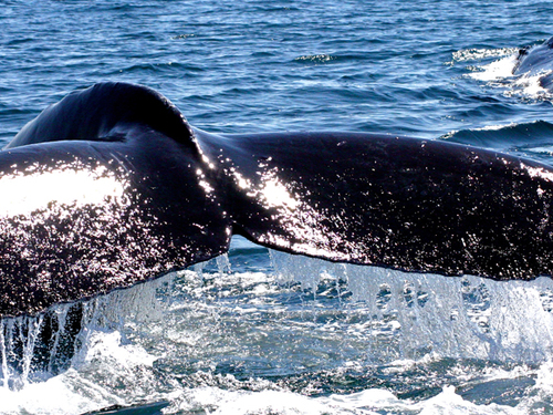 Mazatlan humpback whales Cruise Excursion Prices