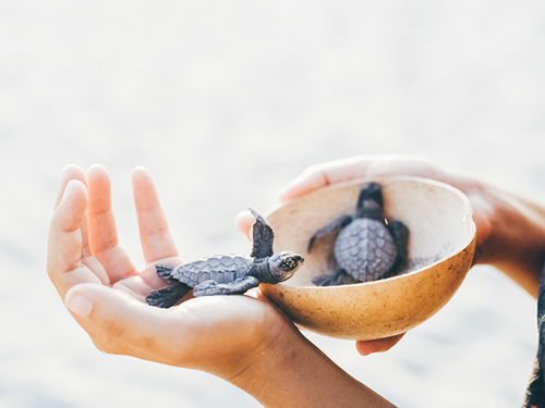 Mazatlan Mexico Sea Turtle Release Eco Cruise Excursion Tickets