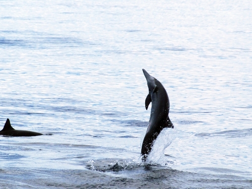 Mazatlan  Mexico dolphin swim Trip Tickets