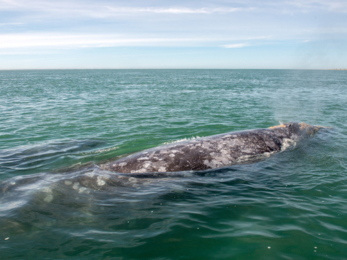 Mazatlan humpback whales Cruise Excursion Prices
