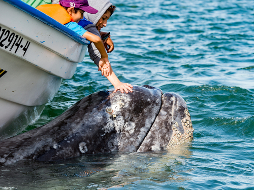 Mazatlan  Mexico humpback whales Trip Booking