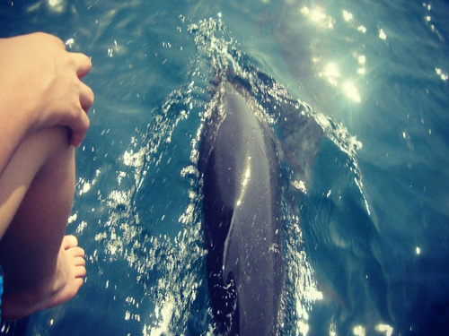 Mazatlan Mexico dolphin snorkel Cruise Excursion Cost