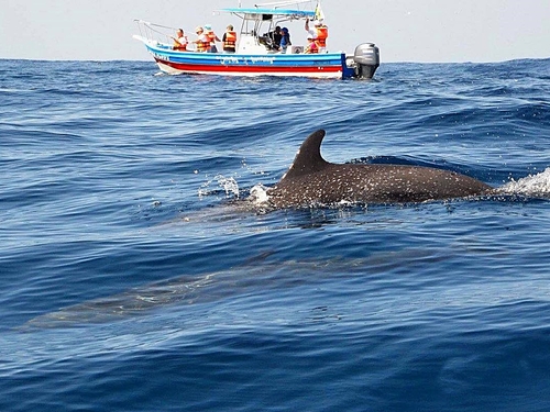 Mazatlan Mexico swim with dolphins Excursion Cost