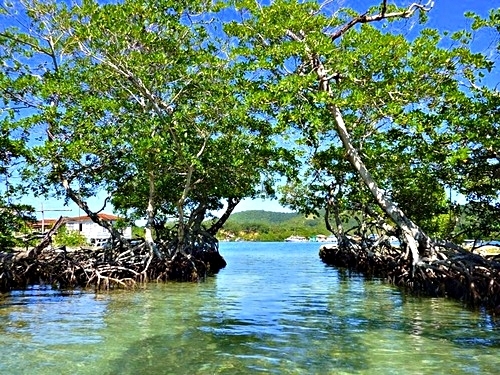 Roatan mangrove cruise Cruise Excursion Tickets