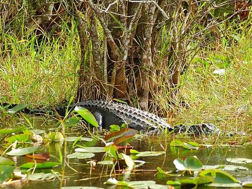 Miami  US biscayne bay Cruise Excursion Tickets