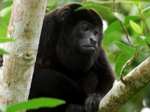 Puerto Caldera Costa Rica countryside drive Cruise Excursion Booking