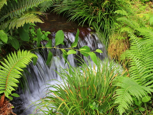 Montego Bay dunns river falls  Tour Booking