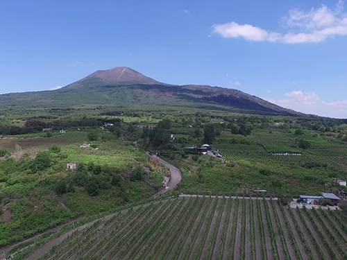 Naples Sorrentino Vini Sightseeing Trip Booking