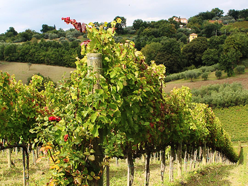 Naples Italy Pompeii Walking Excursion Prices