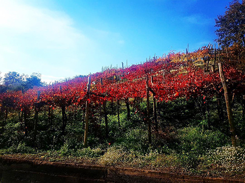 Naples Italy Volcano Walking Excursion Prices