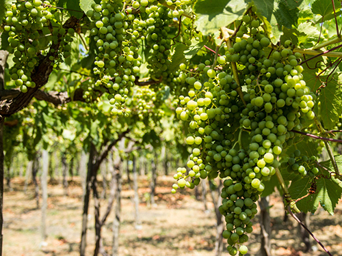 Naples Volcano Cruise Excursion Cost