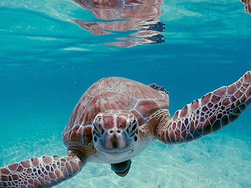 Nassau Reef Turtles Cruise Excursion Tickets