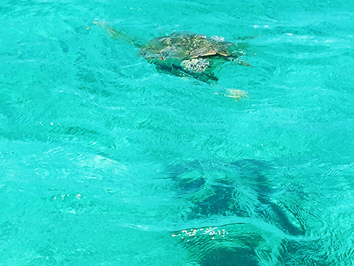 Nassau  Bahamas Fish Fry Sightseeing Trip Prices