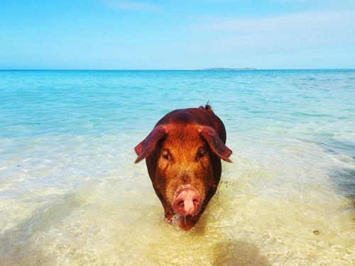 Nassau  Bahamas Private Island Trip Tickets