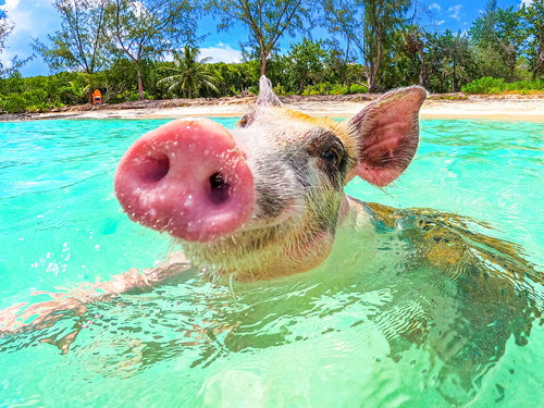 Nassau  Bahamas Swimming with Pigs Trip Booking