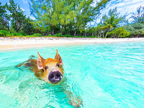 Nassau Pearl Island Swimming with Pigs Tour Tickets