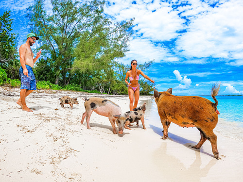 Nassau Pearl Island Swimming with Pigs Trip Booking