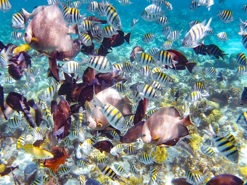 Nassau Romantic Beach Cruise Excursion Booking