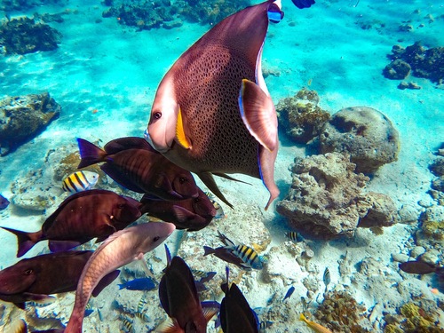 Nassau Shore Snorkel Beach Trip Prices