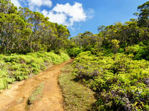 Nawiliwili - Kauai  Hawaii / USA Grand Waimea Canyon Sightseeing Cruise Excursion Reservations