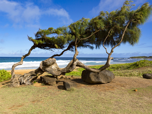 Nawiliwili Kauai Kalhiwai Bay Cruise Excursion Reviews