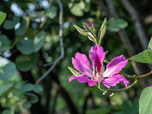 Kauai (Nawiliwili) Fern Grotto Excursion Booking