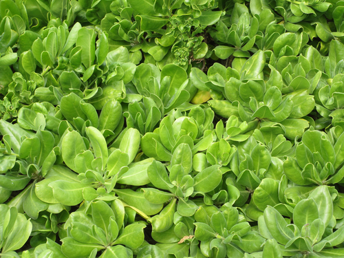 Kauai (Nawiliwili)  Trip Booking