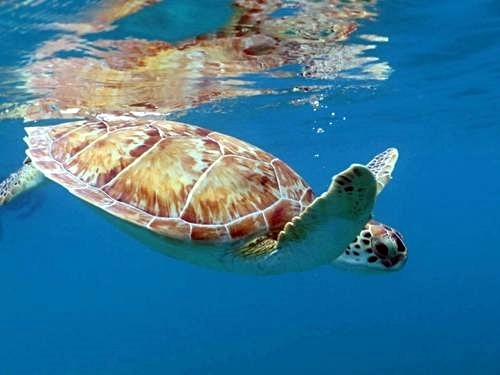 Grand Turk beach Shore Excursion Booking