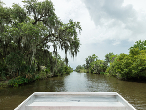 New Orleans Bayou and Swamp Excursion
