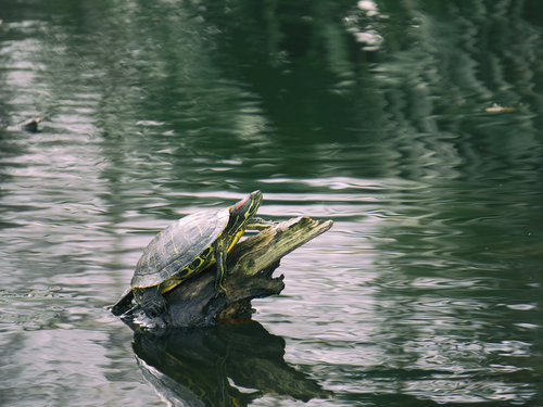 New Orleans Swamp preserve Tour Reviews