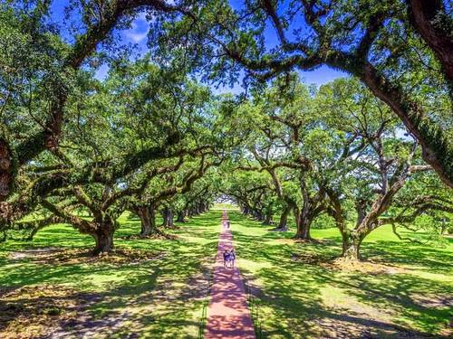 New Orleans  Louisiana / USA Oak Alley Plantation Excursion Reviews