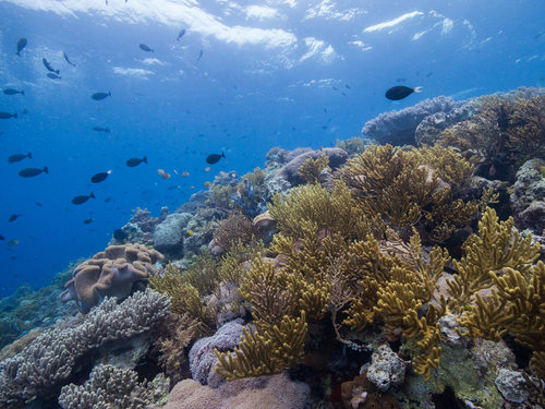 Mazatlan bird island Excursion Booking