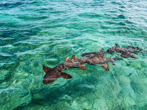Belize City Hol Chan Reserve Park Excursion Tickets