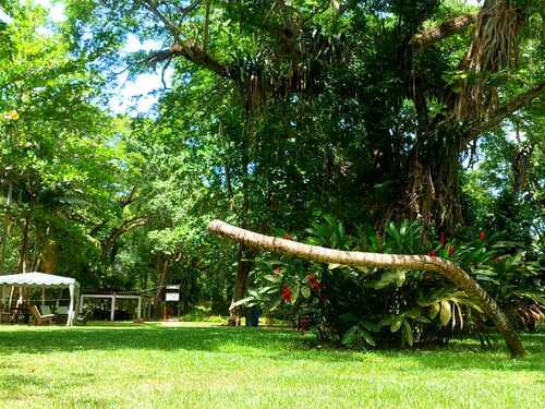 Ocho Rios Dunn's River Falls Excursion with Cocktails and Lunch at Reggae Hill