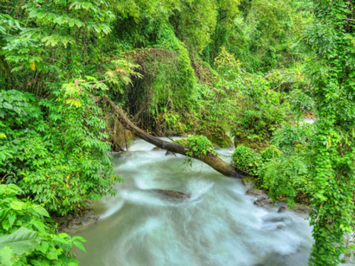 Ocho Rios  Jamaica White River Cruise Excursion Booking