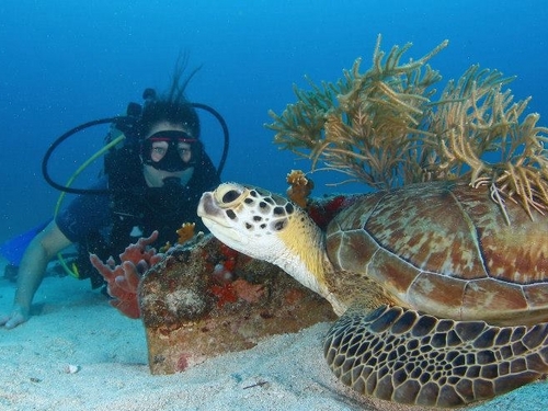 St Maarten PADI diving Trip Booking