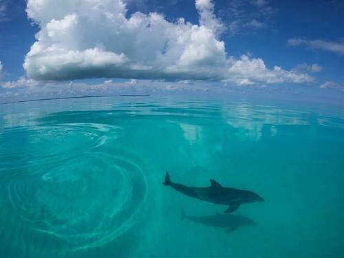 Freeport parasail excursion Tour Reservations