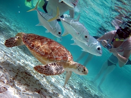 Belize City boat snorkeling Shore Excursion Prices