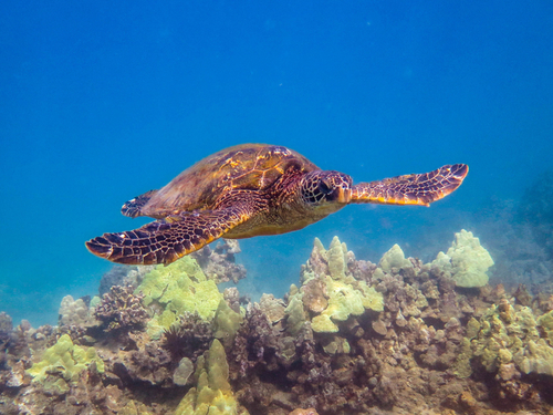 Maui reef viewer Shore Excursion Reviews
