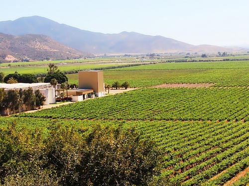 Ensenada Mexico vineyard Cost