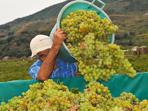 Palermo Full Day Segesta with Wine Experience Excursion