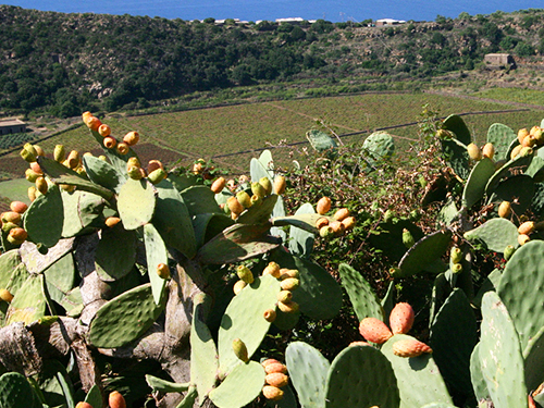 Palermo Full Day Segesta with Wine Experience Excursion