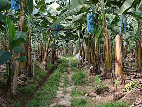 Puerto Limon banana plantation  Prices