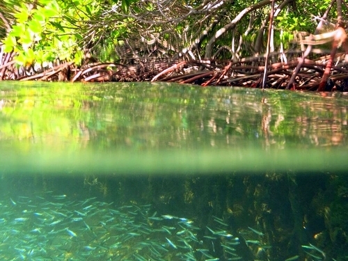Virgin Islands mangrove lagoon Trip Reviews